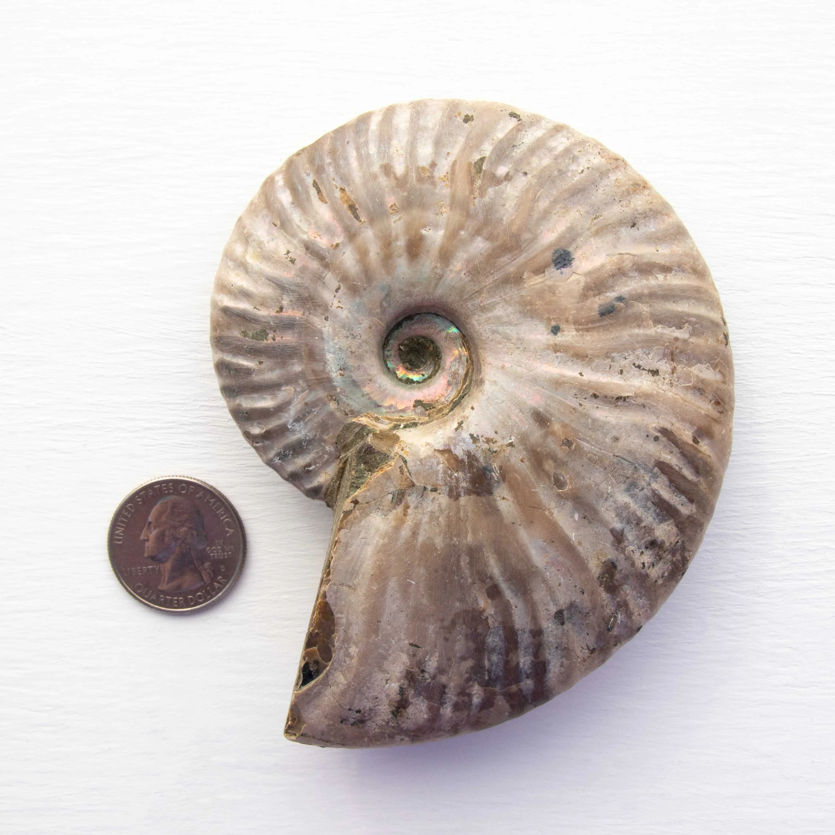 Ammonite - Light Iridescence