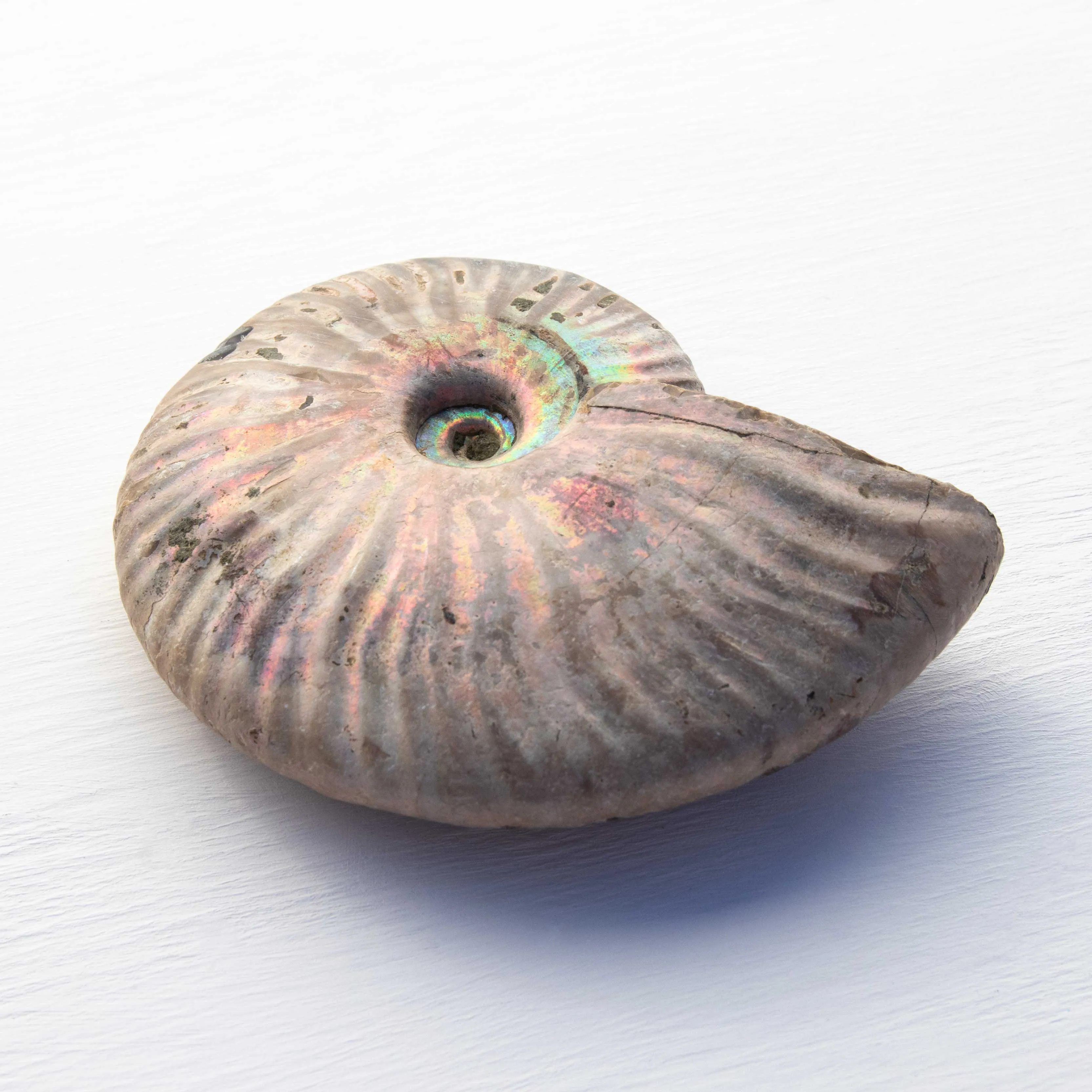 Ammonite - Light Iridescence