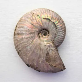 Ammonite - Light Iridescence