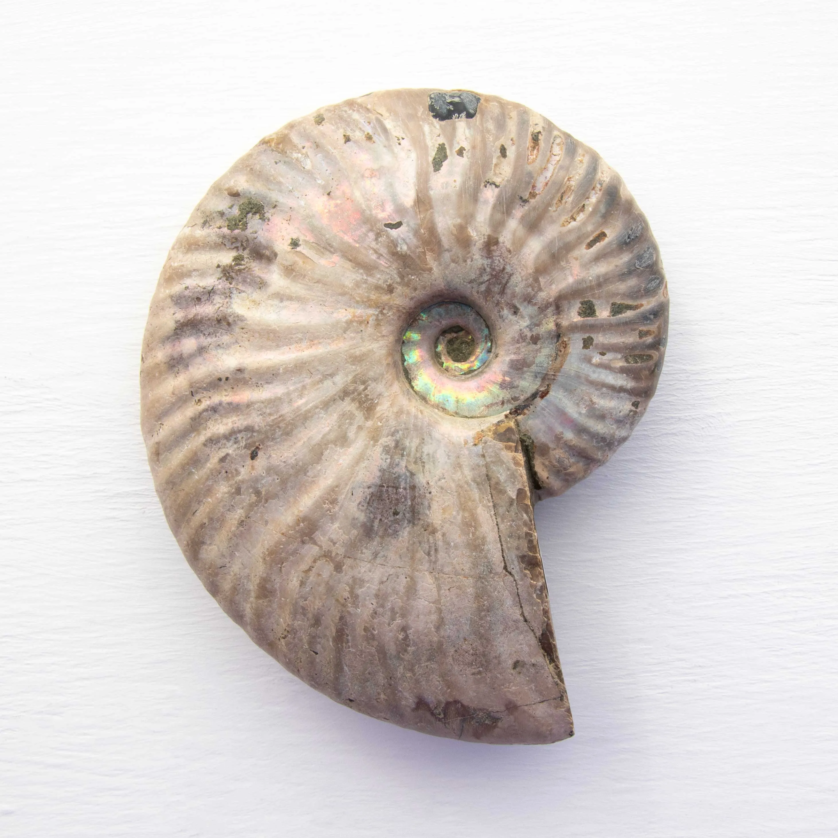 Ammonite - Light Iridescence