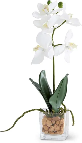 White Orchid in Square Glass Dish